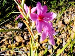 Watsonia dubia