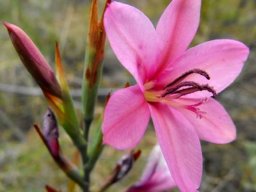 Watsonia dubia