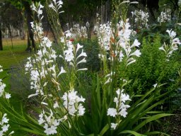 Watsonia, maybe borbonica