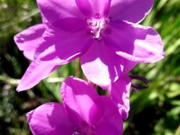 Watsonia marginata flowers