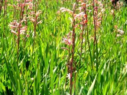 Watsonia stokoei