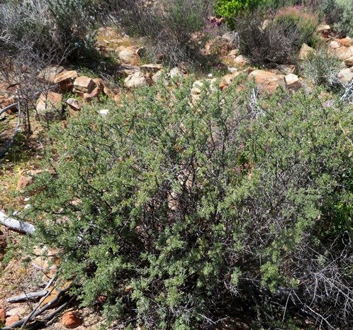 Wiborgia leptoptera