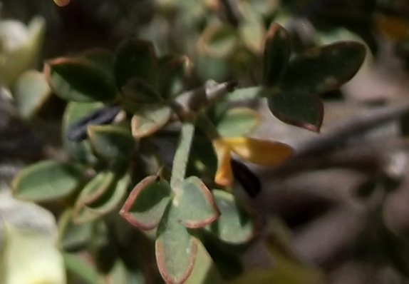 Wiborgia tetraptera leaves