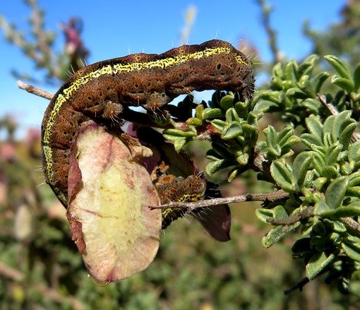 Wiborgia 