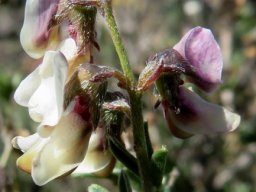 Wiborgia tenuifolia calyces