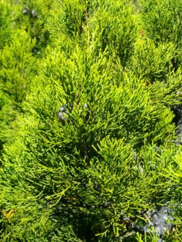Widdringtonia nodiflora leaves