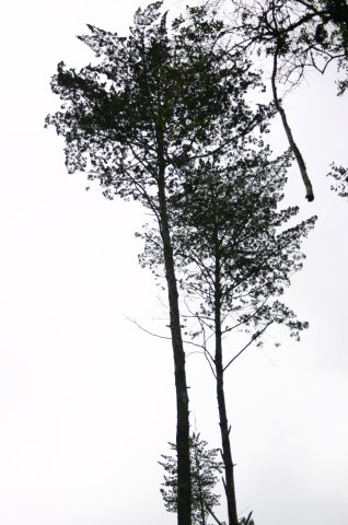 Widdringtonia whytei, a Malawian tree