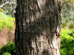 Widdringtonia nodiflora bark rectangles