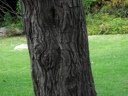 Widdringtonia nodiflora lower trunk