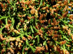 Widdringtonia nodiflora male cone abundance