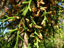 Widdringtonia nodiflora scale-like mature leaves