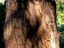 Widdringtonia schwarzii bark