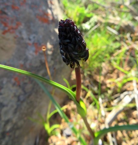 Wurmbea spicata var. spicata dark bud cluster