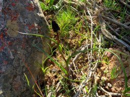 Wurmbea spicata var. spicata