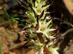 Wurmbea spicata var. spicata inflorescence
