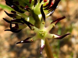 Wurmbea spicata var. spicata flower