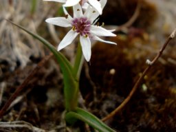 Wurmbea stricta