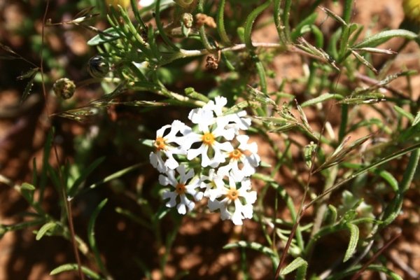 Zaluzianskya affinis