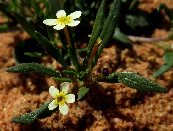 Zaluzianskya benthamiana flowers