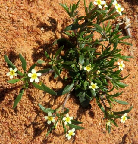 Zaluzianskya benthamiana leaves