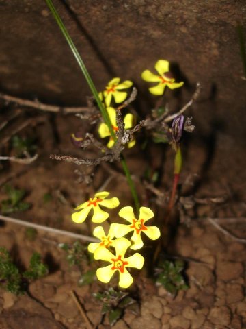 Zaluzianskya rubrostellata open flowers at night