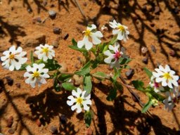 Zaluzianskya affinis branched