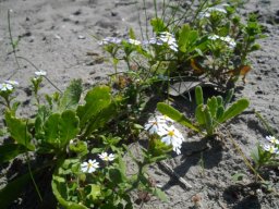 Zaluzianskya capensis at Vermont