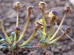 Zaluzianskya rubrostellata