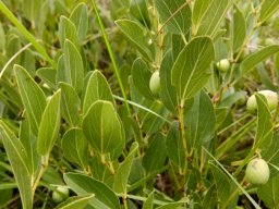 Ziziphus zeyheriana leaves and spines