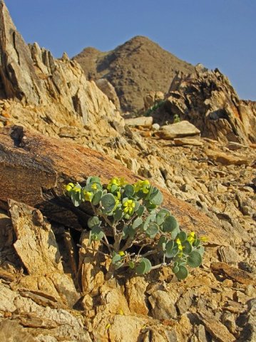 Zygophyllum cordifolium