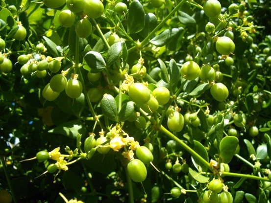 Zygophyllum foetidum fruit