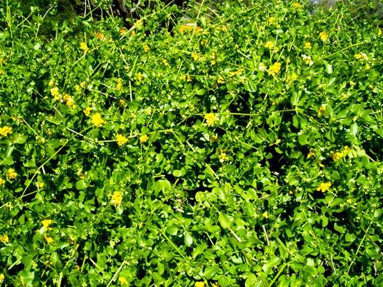 Zygophyllum foetidum