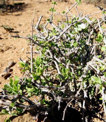 Zygophyllum lichtensteinianum