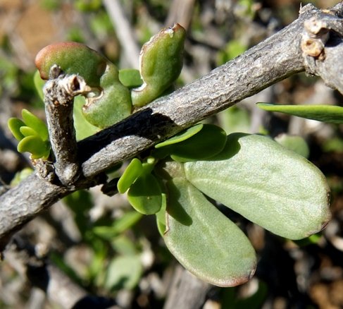 Zygophyllum lichtensteinianum woody stems