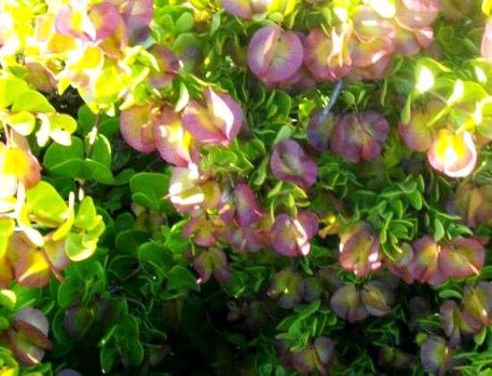 Zygophyllum morgsana purple fruit wings