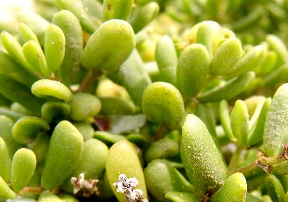 Zygophyllum flexuosum leaves
