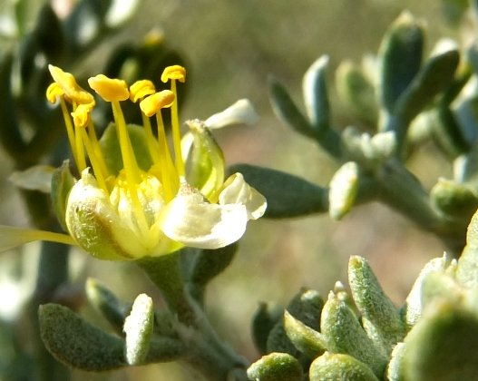 Zygophyllum microcarpum anther parade
