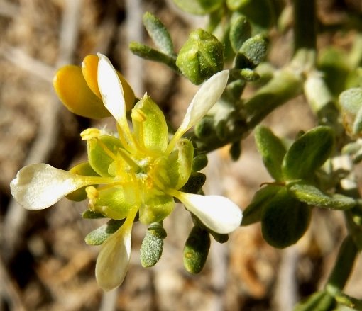 Zygophyllum microcarpum flower and more