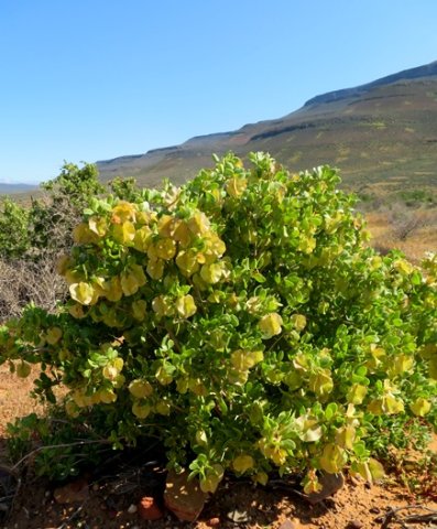Zygophyllum morgsana, a life on a hill