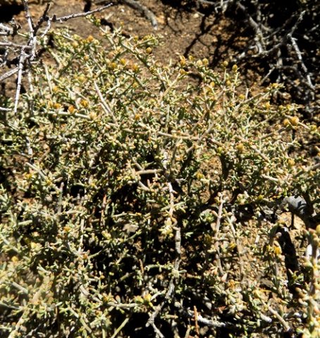 Zygophyllum retrofractum