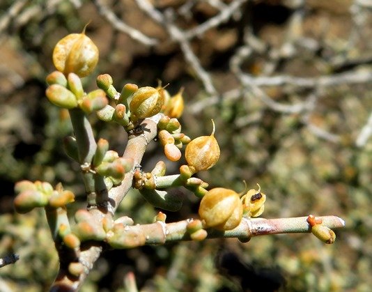 Zygophyllum retrofractum fruit