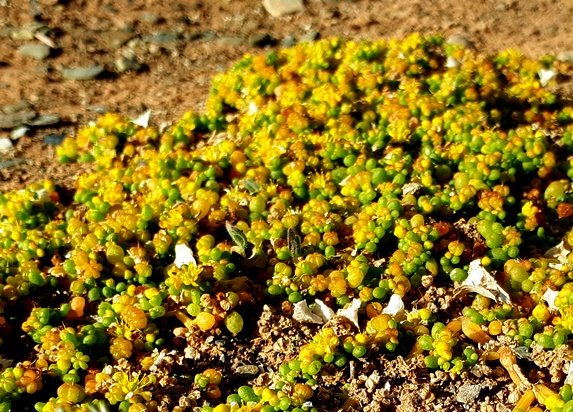 Zygophyllum simplex