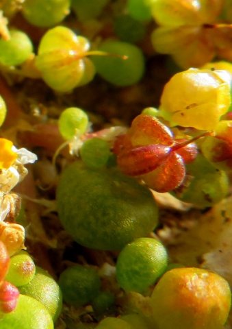 Zygophyllum simplex colouring