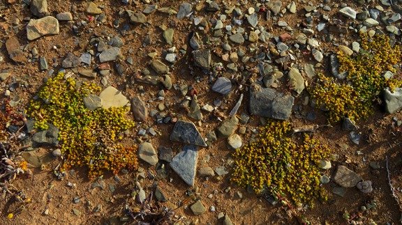 Zygophyllum simplex plants in habitat
