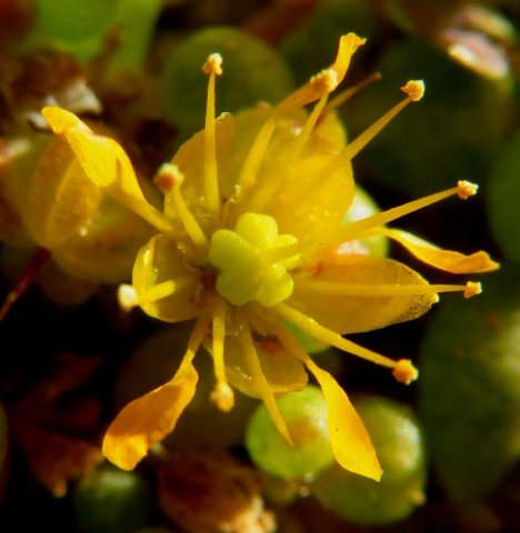 Zygophyllum simplex flower