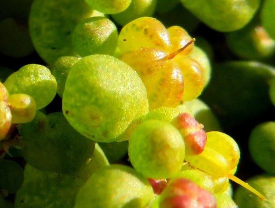 Zygophyllum simplex translucent succulence