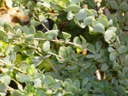 Zygophyllum fulvum