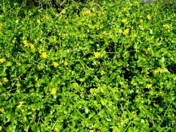 Zygophyllum foetidum