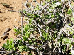 Zygophyllum lichtensteinianum