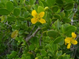 Zygophyllum morgsana flowers